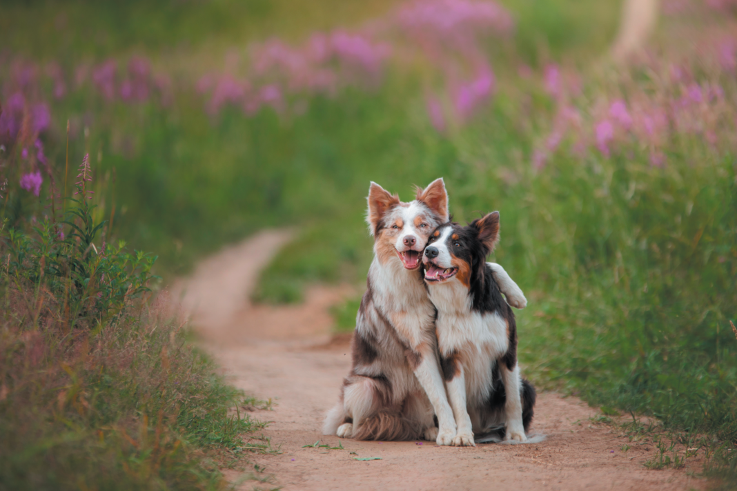 When a Dog Doesn’t Get Along with Other Dogs - TuftsYourDog