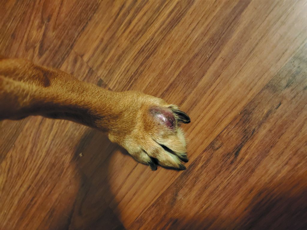 what causes cysts in dogs paws