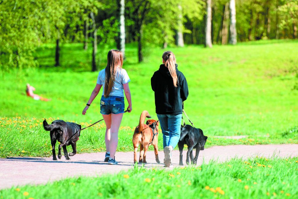 dear-doctor-how-many-dogs-should-a-dog-walker-walk-tuftsyourdog