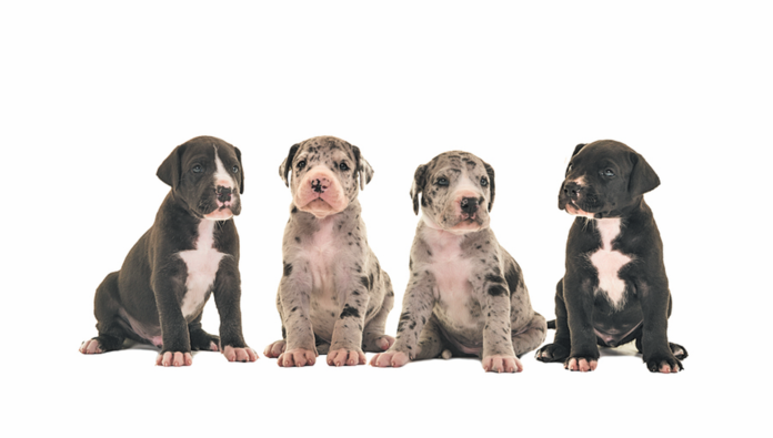 Four in 10 Great Dane puppies will grow up to suffer a painful, life-threatening disease unless they undergo a particular elective surgery.