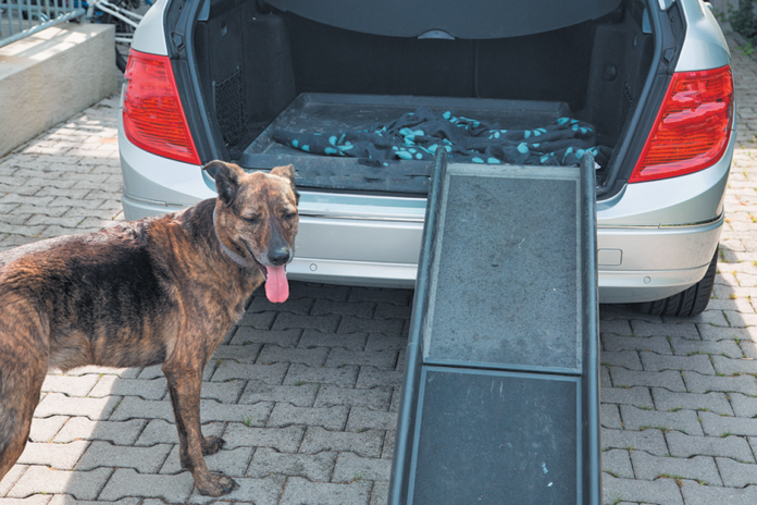 Car ramps do not come naturally to all dogs.