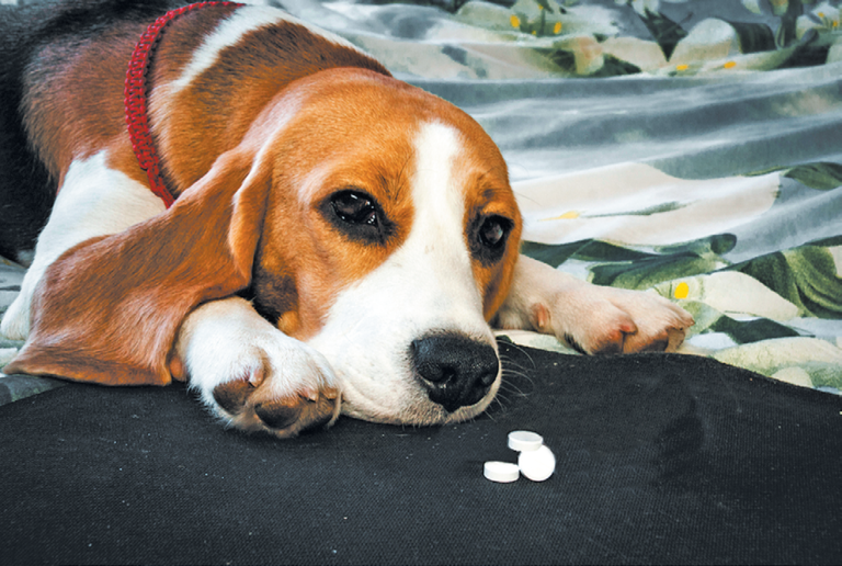 What Drugs Can You Safely Share With Your Dog? Which Are Unsafe