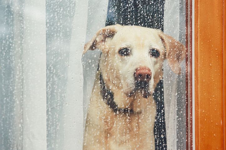 if-your-dog-refuses-to-go-out-in-the-rain-tuftsyourdog