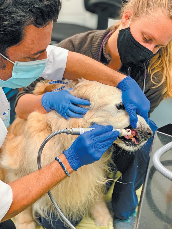 Tufts veterinary dermatologist Ramón Almela, DVM, applies cold plasma therapy to Melo, a 16-year-old golden retriever with an infection by his tooth