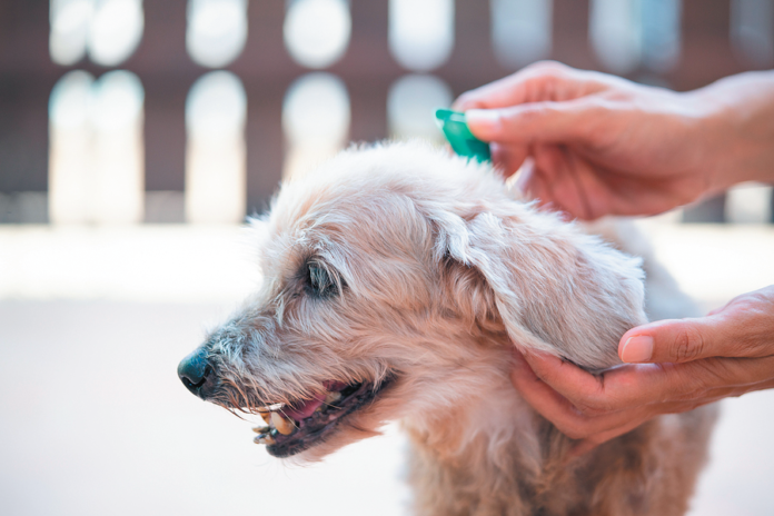 If you apply the flea and tick preventive topically with a pipette between the shoulder blades, you really need to do it every 30 days or your dog won’t be properly protected.