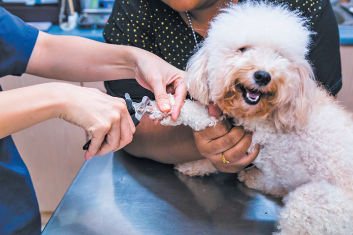 Nail Trimming: More Than a Pedicure - TuftsYourDog