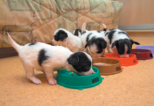 Young puppies should be fed more than twice a day.