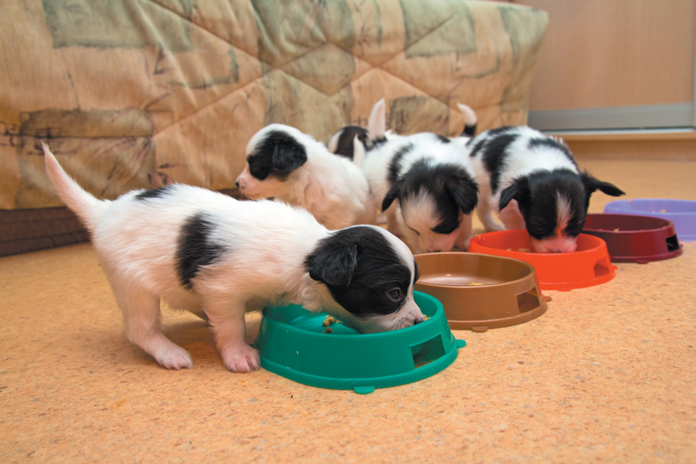 Young puppies should be fed more than twice a day.