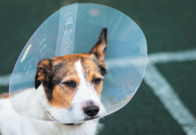 Options abound for dogs who are miserable recuperating with their heads in hard plastic cones.