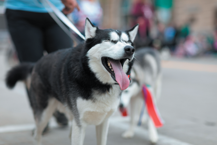 A dog often yawns when he is feeling stressed or anxious. It should serve as a potential cue to dog walkers and passers-by that the animal is uncomfortable.