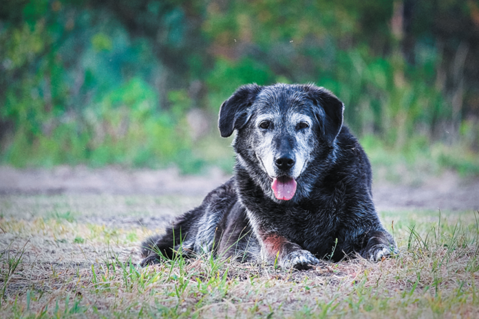 Larger dogs are the ones who often end up with laryngeal paralysis in old age. Especially in warm weather, they might do a lot of panting, even when they’re not being physically active.