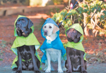 Dog Rain Jacket