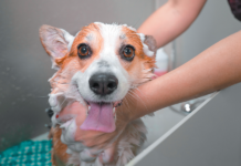 Do it the right way, and your pet may even enjoy it. (Don’t spray water onto a dog’s face.)