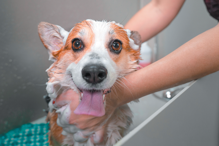 Do it the right way, and your pet may even enjoy it. (Don’t spray water onto a dog’s face.)