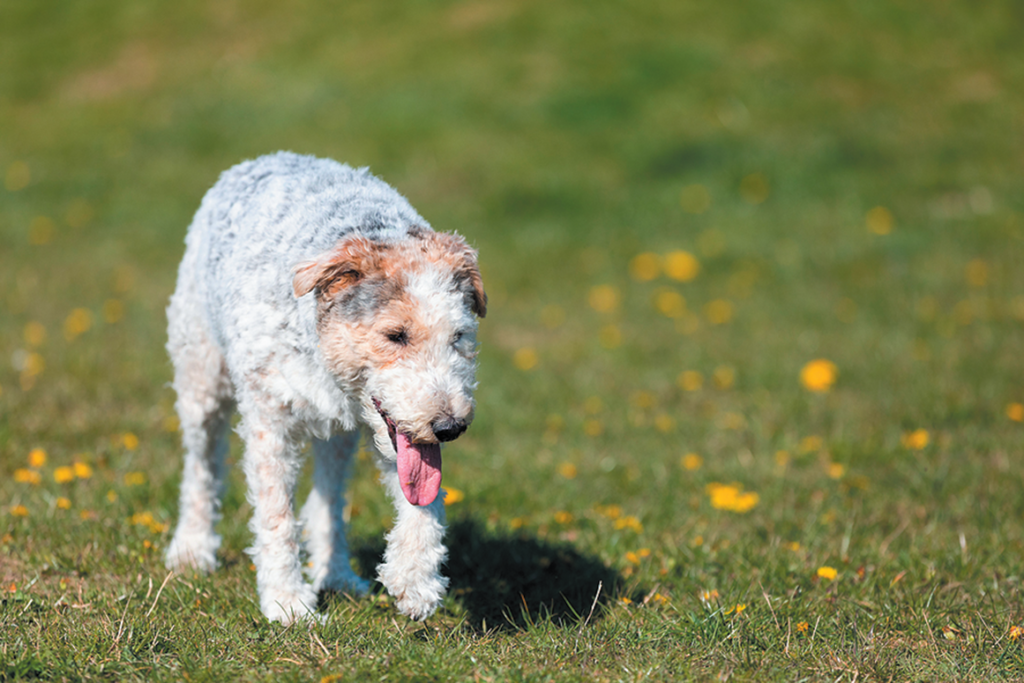 The Growth of Bony Spurs Along the Spine - TuftsYourDog