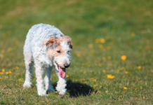 Spondylosis can make it really difficult for a dog to walk comfortably.