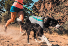 A cooling vest may be just the thing for your dog to enjoy the hot weather. 