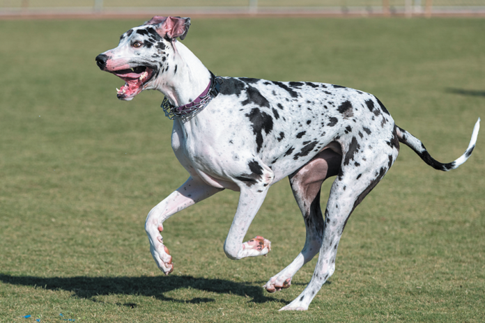 This beautiful Great Dane is at least 10 times as likely to develop bone cancer as many other breeds.