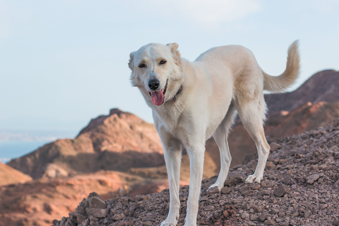Dogs who live in desert terrain have an increased chance for developing for Valley Fever.