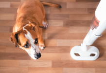 Vacuum cleaners can be very scary for dogs, but you can help them get past their fear.