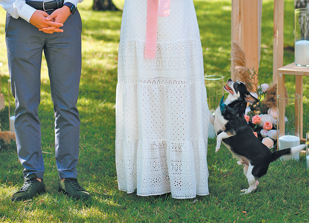 wedding ceremony signs ideas dog ring bearer - UK Wedding Styling & Decor  Blog - The Wedding of My Dreams