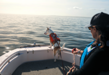This whale scat detection dog has helped in the effort to save marine life.