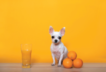 Dogs tend to act skeptically about the odor of citrus fruit.