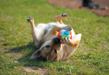 Some dogs would rather do a trick in exchange for a toy rather than a treat.