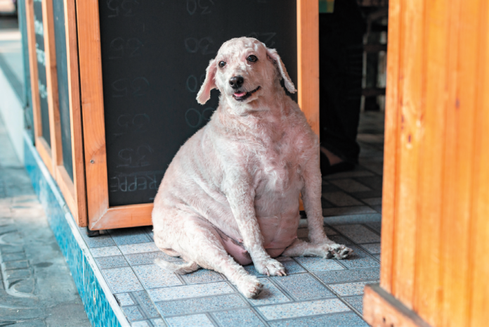 Spaying or neutering may cause some dogs to gain some weight, but it should not make a dog morbidly obese. That tends to be more a matter of the family’s feeding style.