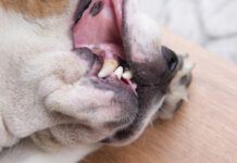 Dogs with health problems Of plaque stains in teeth