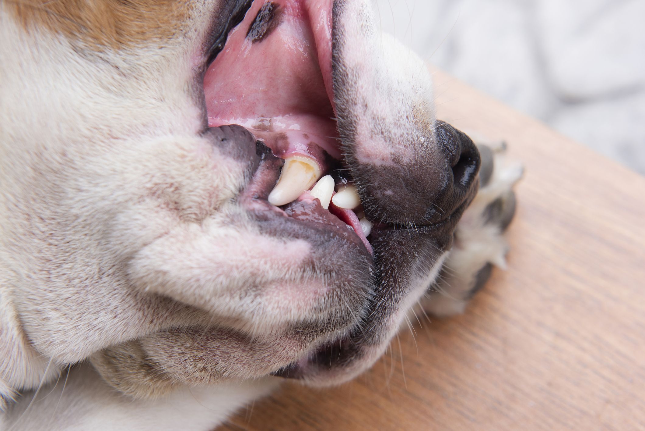 why do dogs gums turn black