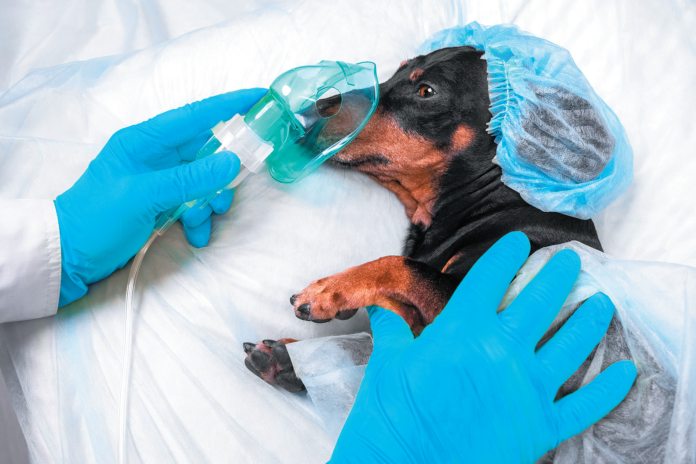 The official recommendations for how long a dog should fast before undergoing anesthesia may differ from what your veterinarian tells you. Listen to the doctor.