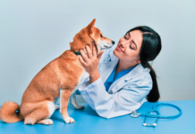 A clinical exam before the spay.