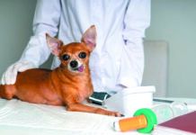 If the dog is anxious at the doctor’s office, his blood pressure might spike temporarily, giving a misleading number.