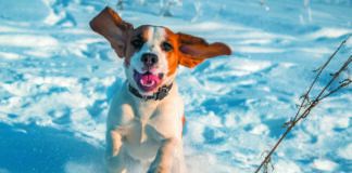 Even with snow on the ground, your dog might be bitten by a disease-carrying tick.