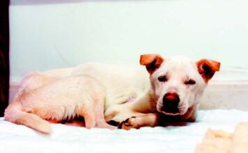 A dog with a hookworm infection can become quite weak.