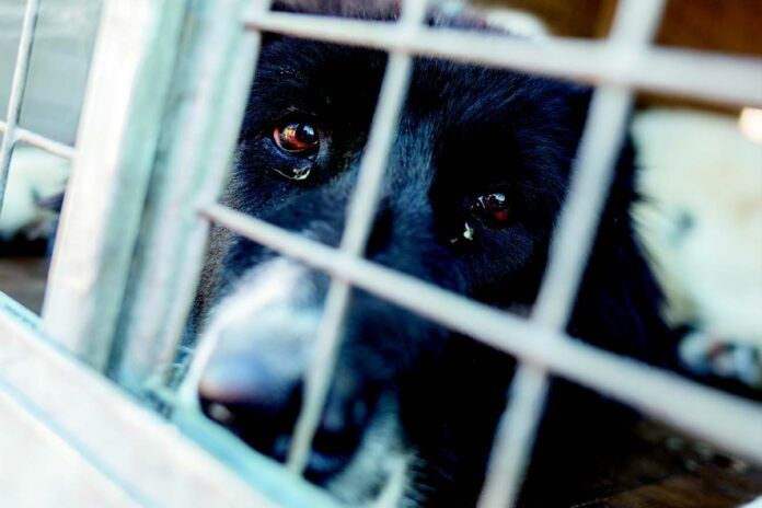 A dog left alone in a foreclosed home can become aggressive when finally approached.
