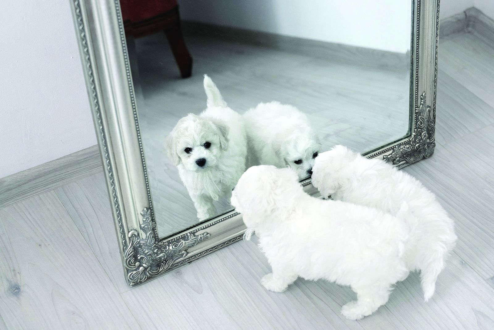 Do Dogs Recognize Themselves In The Mirror TuftsYourDog