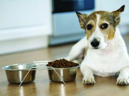 is dog food with corn bad for dogs