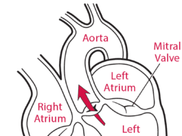 can breathing ammonia from dog urine cause infection