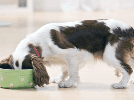 is dog food with corn bad for dogs