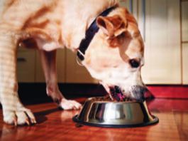 Canine chicken and cottage cheese diet clearance for liver shunts