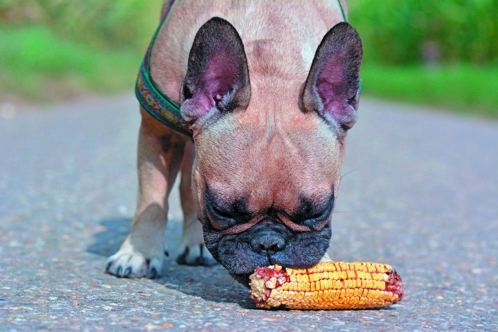 Warnings About Corn in Dog Food Unfounded TuftsYourDog